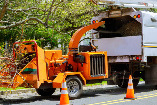 Best Tree Removal  in , OH