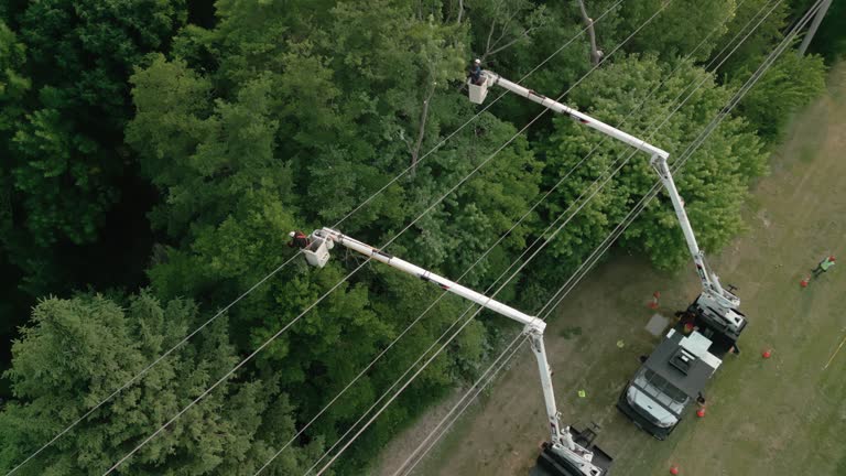 Best Emergency Tree Removal  in , OH