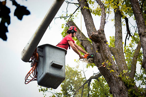 Best Tree Preservation Services  in , OH